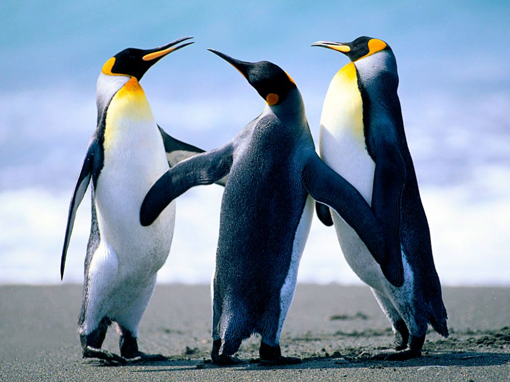 Dit is de titel van de Googlepagina - penguins